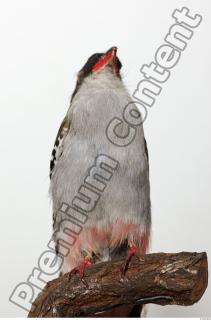 Cuban Trogon-Priotelus temnurus 0031